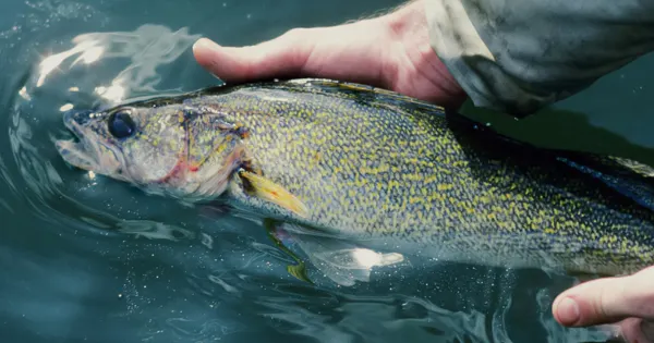 fish stocking