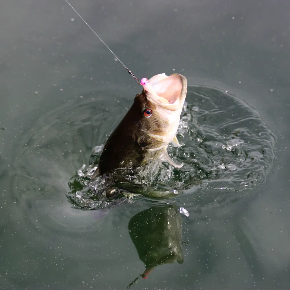 fishing