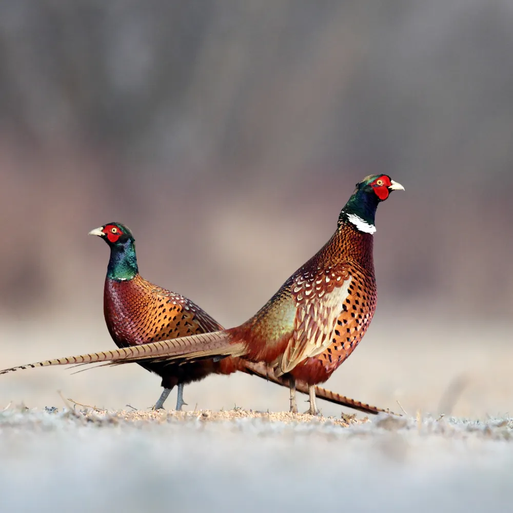 pheasant hunting